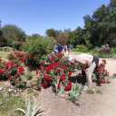 Rose Garden