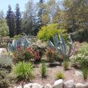 Agave in the Rose Garden